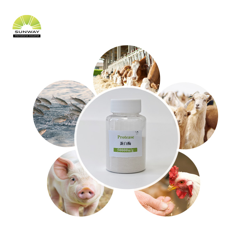 فیکٹری سپلائی فیڈ گریڈ فوڈ گریڈ الکلائن پروٹیز انزائم پاؤڈر سی اے ایس 9014-01-1